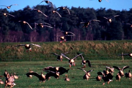5 Of The Best Places For Bird Watching %7C Group Travel News %7C Geese Coming Into Land at Holkham Nature Reserve%2C copyright  Andrew Bloomfield